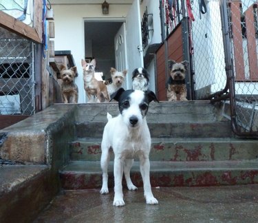 A small puppy is standing on an outdoor step landing, while five other dogs are standing in a row in the background, metal fencing surrounds on either side.