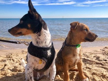 Two dogs are looking in opposite directions as they sit together side by side on a beach.