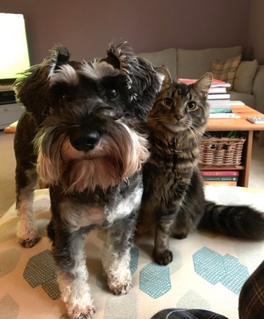 A dog and a cat are sitting side by side looking the camera.