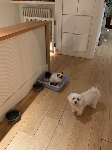A cat is sitting in a litter box and a small dog is looking up at the camera.