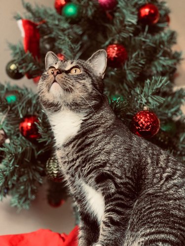 A cat is sitting in front of a Christmas tree and looking up.