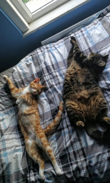 Two cats are sleeping on a bed in the same position that appears as though they are dancing.