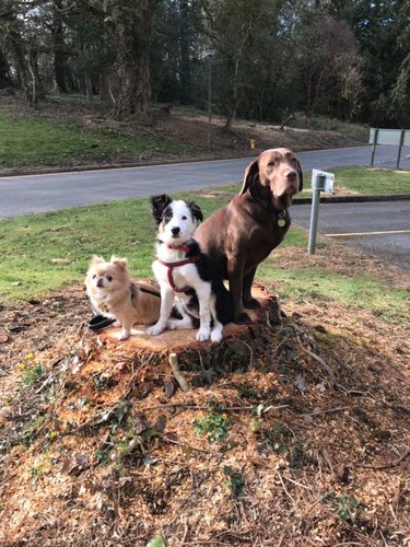 Three dogs are sitting together on a tree stump outside.