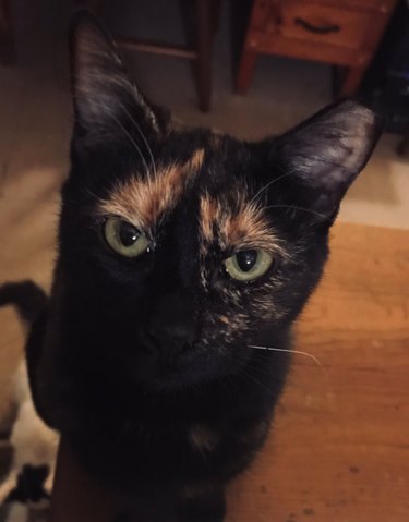 A tortoiseshell cat with olive green eyes is looking at the camera.