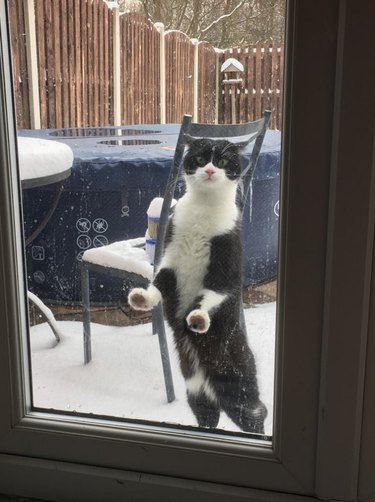 A black and white cat is standing upright and leaning on a door, the cat is outside on a deck that is covered with snow.