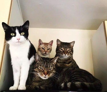 Four cats are sitting in a group and looking down at the camera, three are squinting and the fourth is alert.