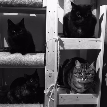 A black and white photos of four cats each sitting in an individual cubby.