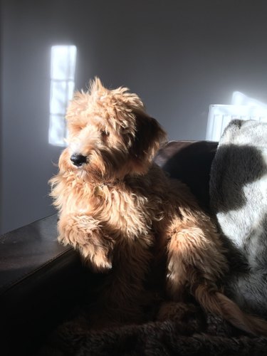 A dog is looking off camera and they are in the sunlight.