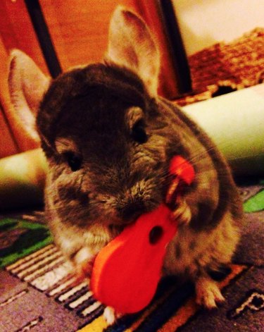 A chinchilla is nibbling on a red castanet.