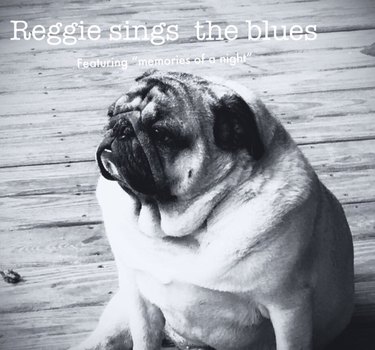 A black and white photo of a pug looking off into the distance, with text that says, "Reggie Sings the Blues: Featuring 'memories of a night.'"