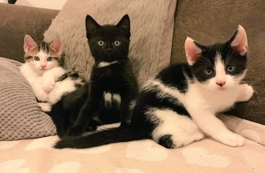 Three kittens are sitting together on a couch and looking at the camera.
