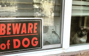 Cat sitting in window next to Beware of Dog sign