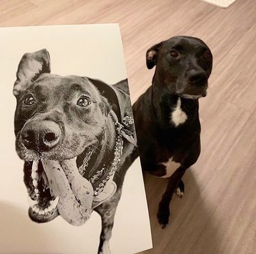 dog standing next to its custom portrait.