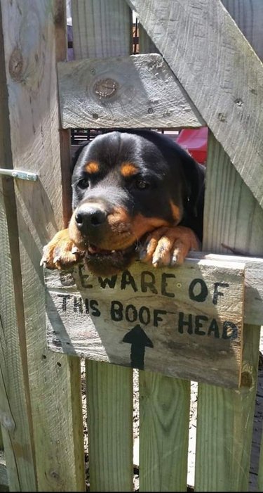 Rottweiler sticking its head through hole in fence with sign that says "Beware of this Boof Head"