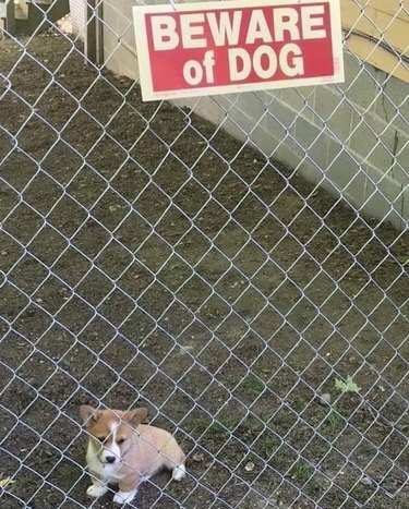 Corgi puppy behind a chain link fence  with a Beware of Dog sign