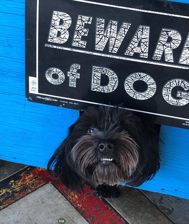 Small dog with underbite next to a Beware of Dog sign