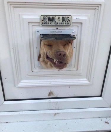 Dog with its head stuck in a cat door underneath a sign that says Beware of Dog