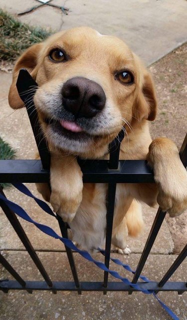 Dog with its paws on top of a metal gate.