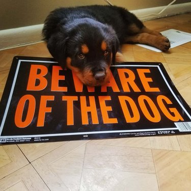 Rottweiler puppy laying on Beware of the Dog sign