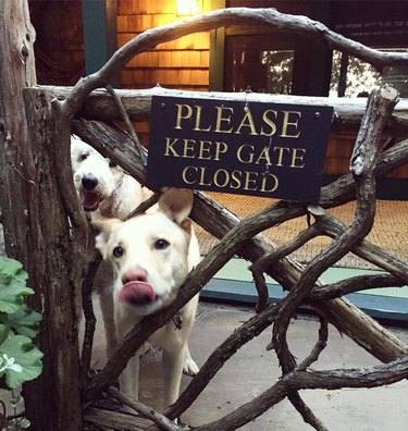 Two dogs behind a gate with a sign that says Please Keep Gate Closed