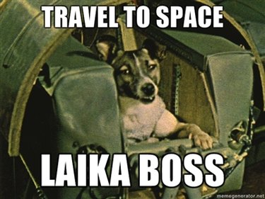 Laika, first dog in space