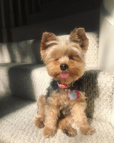 214 Yorkie names for male & female dogs
