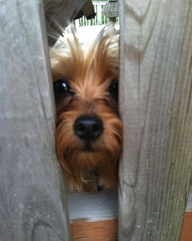 214 Yorkie names for male & female dogs