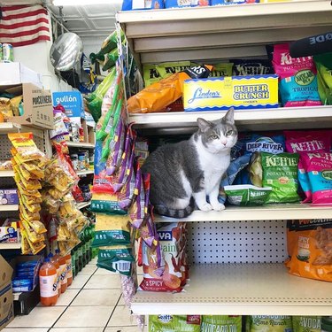 A cat is on a shelf of chips.