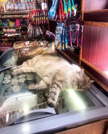 A cat is sleeping on top of an ice cream freezer in a bodega.