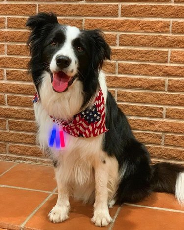 border collie wearing American flag scarf