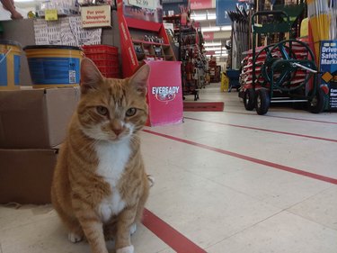 A ginger and white cat is in a hardware store and looking at the camera.