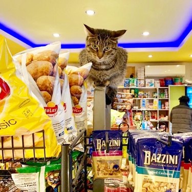 A cat is supervising a shelf of chips.