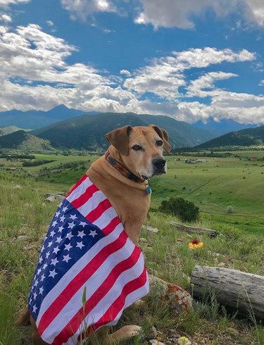 dog draped in American flag