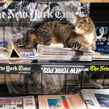 A cat is sitting on a stack of newspapers.