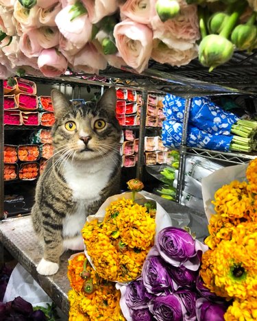 Cat on a shelf with bouquets