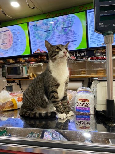 A cat is sitting on a deli counter and looking up.