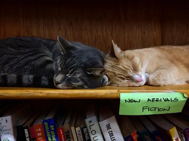 Two cats are sleeping on a shelf labeled "New Arrivals Fiction".