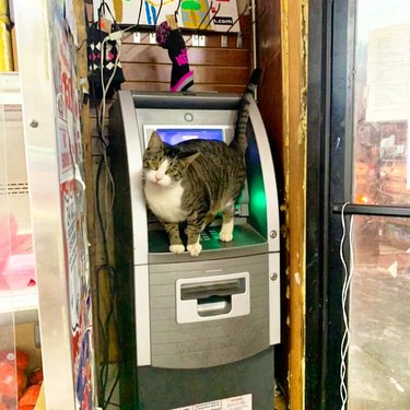 Cat standing on an ATM