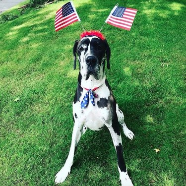 dog with two American flags on his head