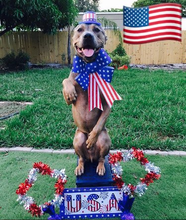 dog standing on USA platform
