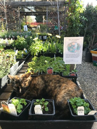 A cat is sleeping in display of potted herbs.