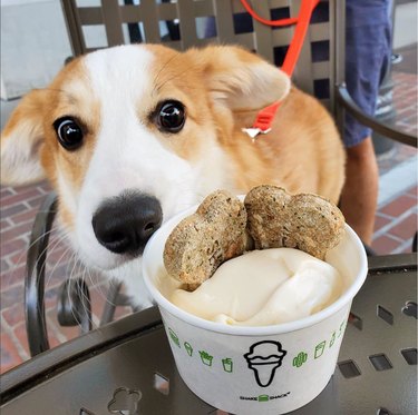 Corgi looks up at a cup of vanilla ice cream topped with dog biscuits.
