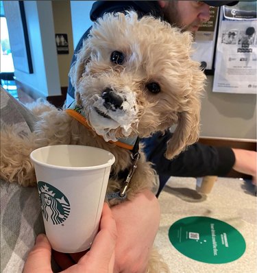 Small poodle mix smiles at camera with whipped cream on his mouth while at Starbucks.