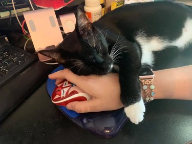 cat sleeps on hand hovering over computer mouse