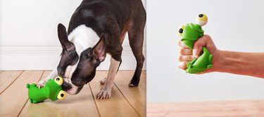 dog plays with bug eye chew toy