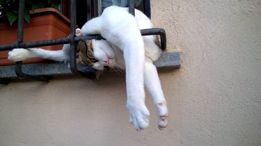 Cat in an awkward position reaching from a window to the ground