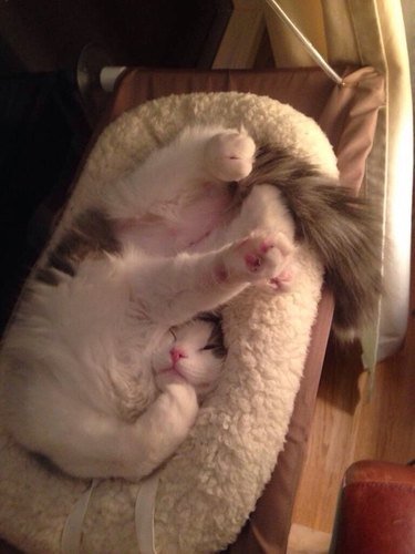 Cat in a weird position with one paw in the air