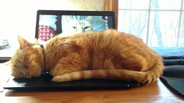 orange tabby cat snoozes on open laptop