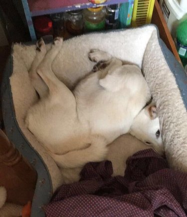 Dog squished into a small dog bed.