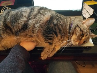 cat does not care about deadlines